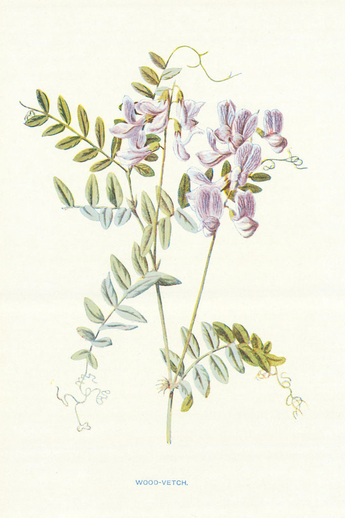 Wood-Vetch. Wild Flowers by Frederick Edward Hulme c1895 old antique print